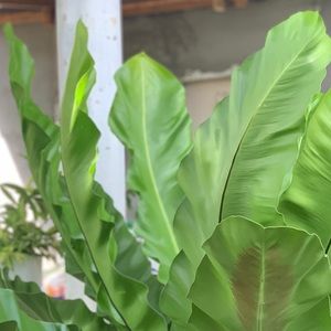 Meet your Posher, Anne